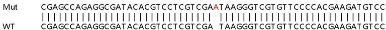 Sanger Sequencing - Human FIBP knockout HeLa cell line (AB265716)