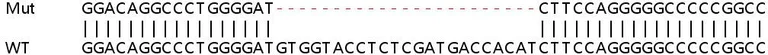 Sanger Sequencing - Human FKBP10 knockout HEK-293T cell lysate (AB258872)