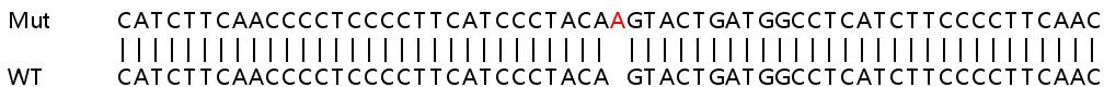 Sanger Sequencing - Human FLAD1 knockout HEK-293T cell line (AB266699)