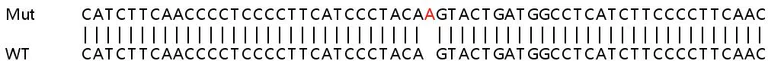 Sanger Sequencing - Human FLAD1 knockout HEK-293T cell lysate (AB258873)