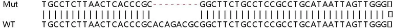 Sanger Sequencing - Human FLOT1 (Flotillin 1) knockout HEK-293T cell line (AB267276)