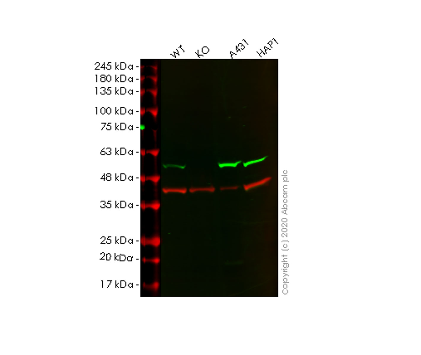 Human FLOT1 (Flotillin 1) knockout HEK-293T cell lysate