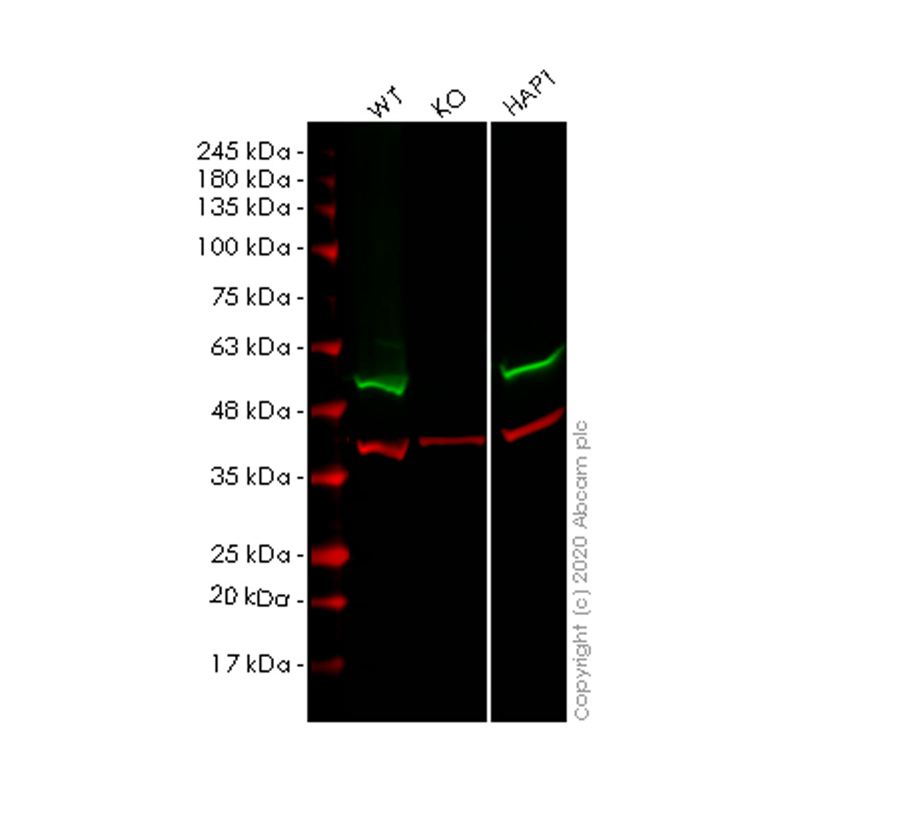 Western blot - Human FLOT1 (Flotillin 1) knockout HEK-293T cell lysate (AB257109)