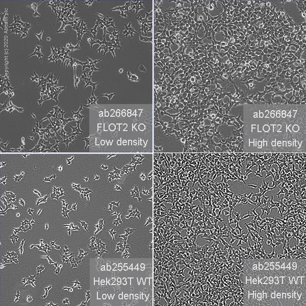 Cell Culture - Human FLOT2 (Flotillin 2/ESA) knockout HEK-293T cell line (AB266847)