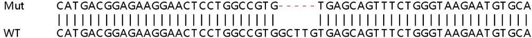 Sanger Sequencing - Human FLOT2 (Flotillin 2/ESA) knockout HEK-293T cell lysate (AB257442)