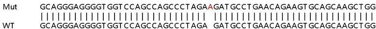 Sanger Sequencing - Human FLYWCH1 knockout HeLa cell line (AB266004)