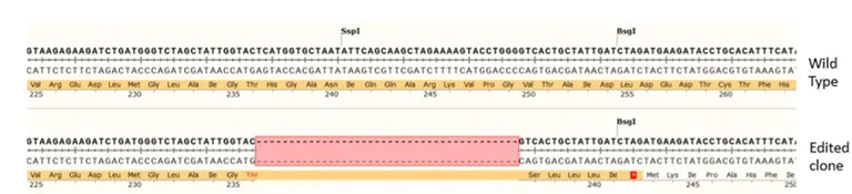 Next Generation Sequencing - Human FMR1 knockout A549 cell line (AB288956)