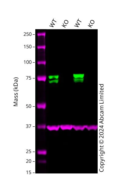 Western blot - Human FMR1 knockout A549 cell line (AB288956)