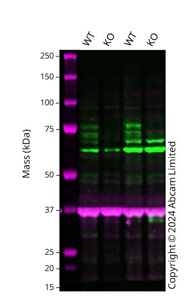 Western blot - Human FMR1 knockout A549 cell line (AB288956)