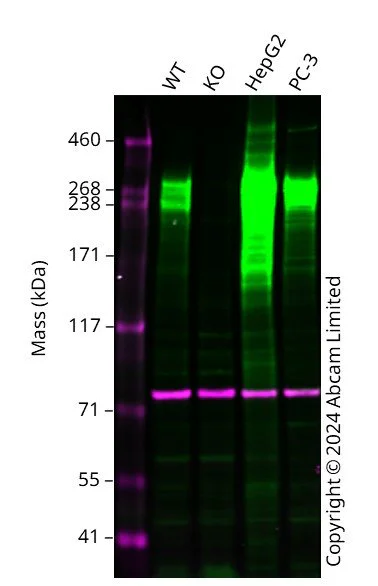 Western blot - Human FN1 knockout MCF7 cell line (AB326019)