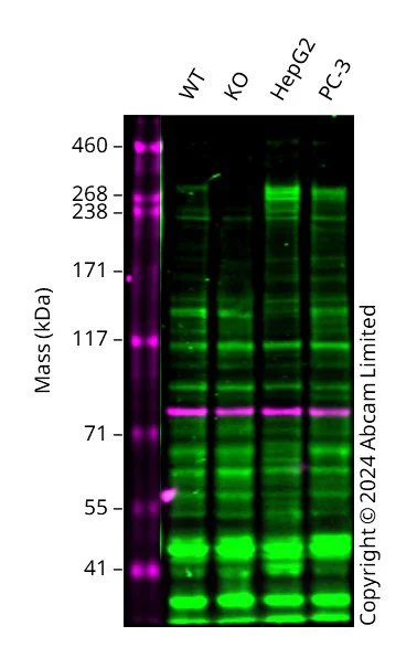 Western blot - Human FN1 knockout MCF7 cell line (AB326019)