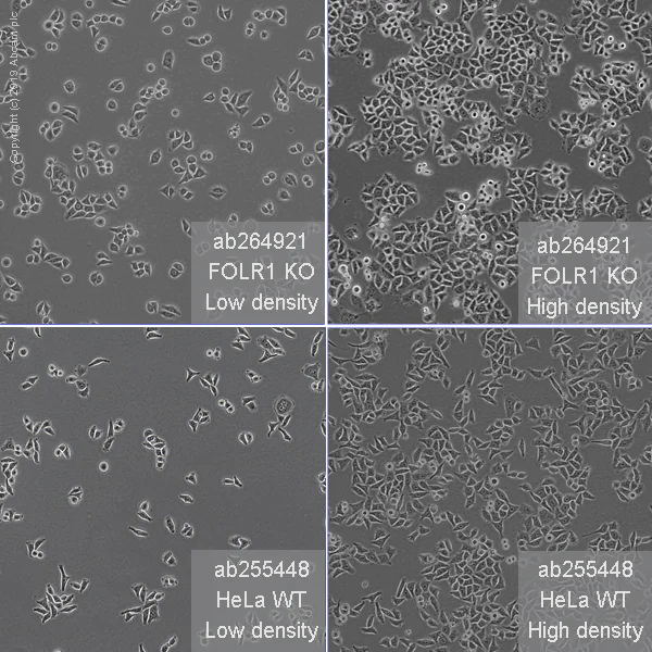 Cell Culture - Human FOLR1 (Folate Binding Protein/FBP) knockout HeLa cell line (AB264921)