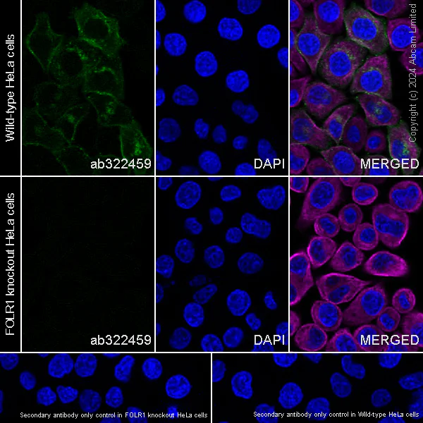 Immunocytochemistry/ Immunofluorescence - Human FOLR1 (Folate Binding Protein/FBP) knockout HeLa cell line (AB264921)