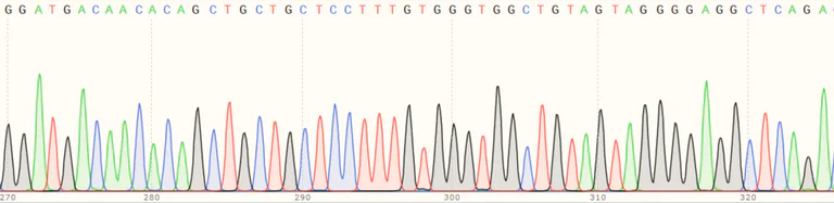 Sanger Sequencing - Human FOLR1 (Folate Binding Protein/FBP) knockout HeLa cell line (AB264921)