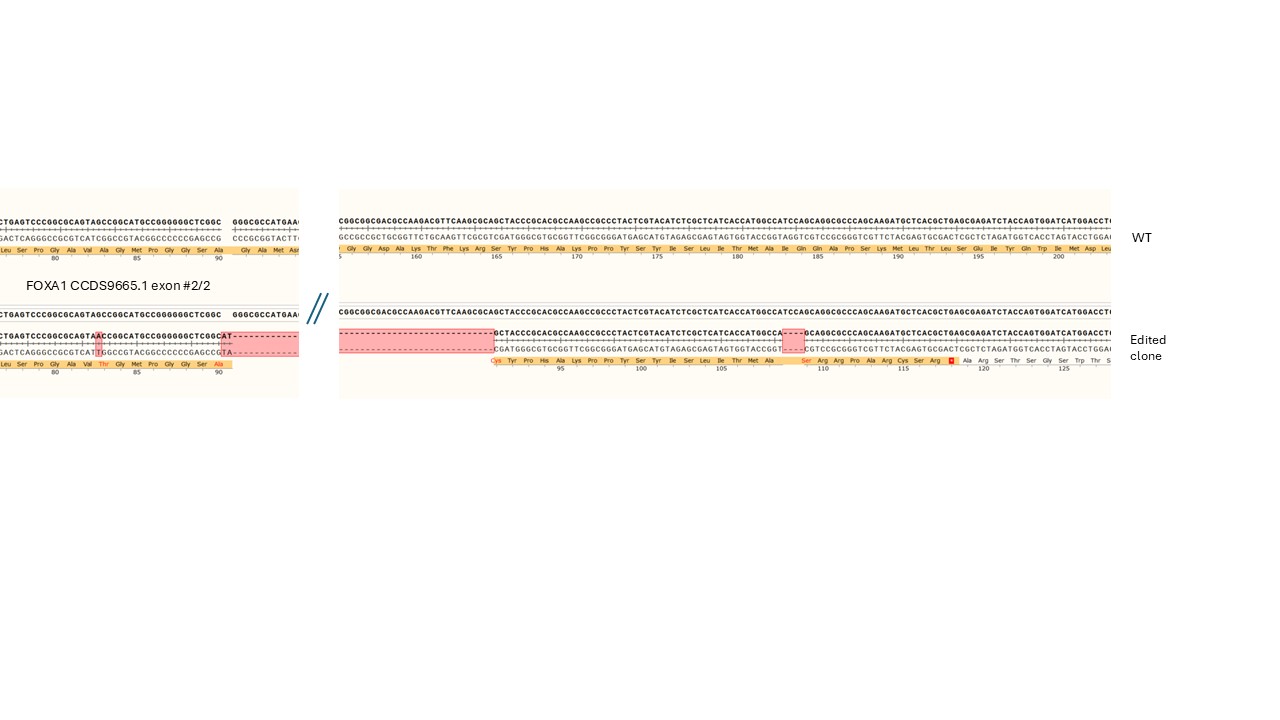 Next Generation Sequencing - Human FOXA1 knockout A549 cell line (AB287433), expandable thumbnail