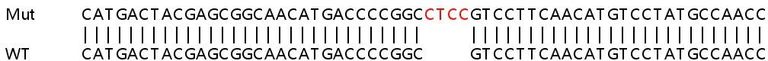 Sanger Sequencing - Human FOXA1 knockout HeLa cell lysate (AB256920)