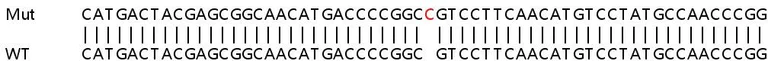 Sanger Sequencing - Human FOXA1 knockout HeLa cell lysate (AB256920)