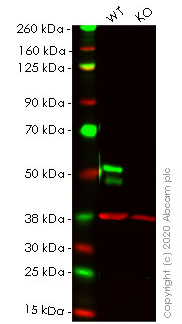 Western blot - Human FOXA1 knockout HeLa cell lysate (AB256920), expandable thumbnail