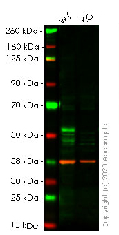 Western blot - Human FOXA1 knockout HeLa cell lysate (AB256920), expandable thumbnail