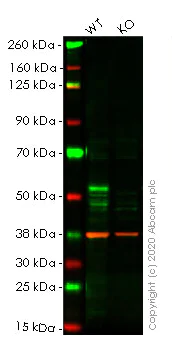 Western blot - Human FOXA1 knockout HeLa cell lysate (AB256920)