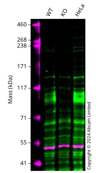 Western blot - Human FOXM1 knockout A549 cell line (AB287437)