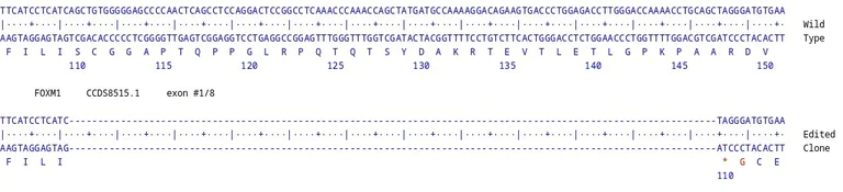 Next Generation Sequencing - Human FOXM1 knockout HCT116 cell line (AB287436)