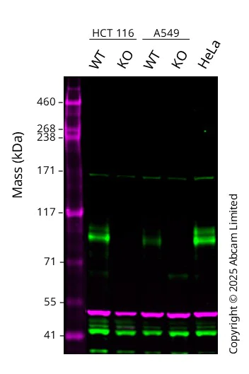 Western blot - Human FOXM1 knockout MCF7 cell line (AB287435)