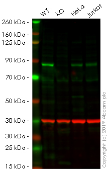 Western blot - Human FOXO3 (FOXO3A) knockout HEK-293 cell line (AB260857), expandable thumbnail