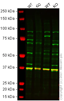 Western blot - Human FOXO3 (FOXO3A) knockout HEK-293 cell lysate (AB261649)