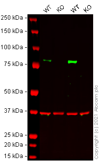 Western blot - Human FOXO3 (FOXO3A) knockout HEK-293T cell line (AB265069)