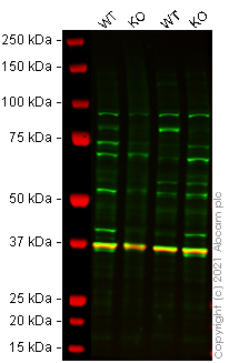 Western blot - Human FOXO3 (FOXO3A) knockout HEK-293T cell line (AB265069)