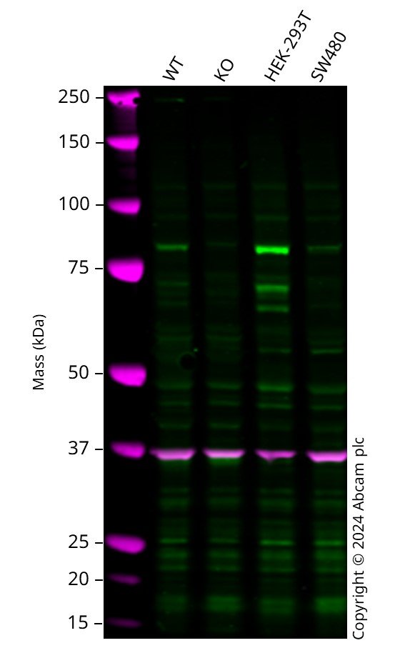 Western blot - Human FOXP1 knockout A549 cell line (AB286647)