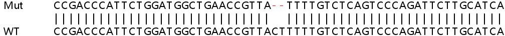 Sanger Sequencing - Human FOXP1 knockout HEK-293T cell line (AB265062), expandable thumbnail