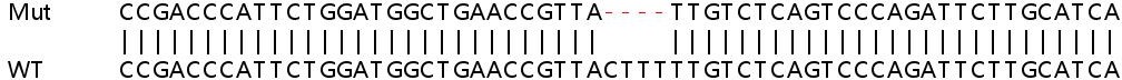 Sanger Sequencing - Human FOXP1 knockout HEK-293T cell line (AB265062), expandable thumbnail