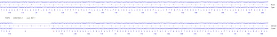 Human FOXP3 knockout HCT116 cell line