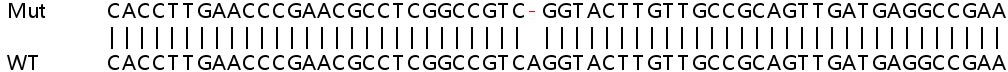 Sanger Sequencing - Human FSCN1 (Fascin) knockout HCT116 cell line (AB266895), expandable thumbnail