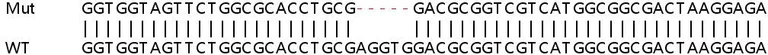 Sanger Sequencing - Human FTH1 knockout HEK-293T cell line (AB266581)
