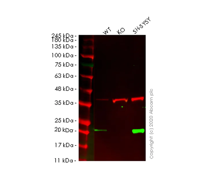 Western blot - Human FTH1 knockout HEK-293T cell lysate (AB256924)