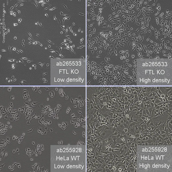 Cell Culture - Human FTL knockout HeLa cell line (AB265533)