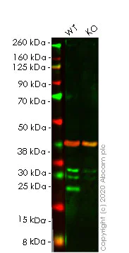 Western blot - Human FTL knockout HeLa cell line (AB265533)