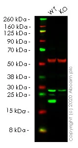 Western blot - Human FTL knockout HeLa cell line (AB265534)