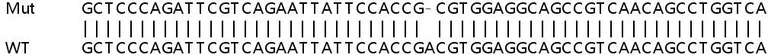 Sanger Sequencing - Human FTL knockout HeLa cell lysate (AB256926)