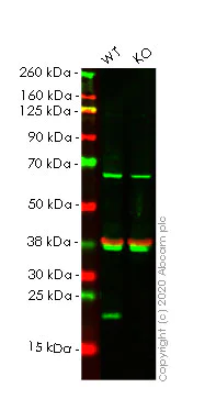 Western blot - Human FTL knockout HeLa cell lysate (AB256926)