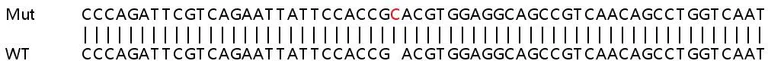 Sanger Sequencing - Human FTL knockout HeLa cell lysate (AB256927)