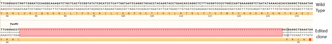 Next Generation Sequencing - Human FTO knockout MCF7 cell line (AB282631), expandable thumbnail