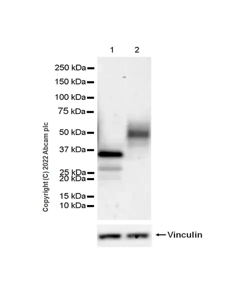 Western blot - Human FTO knockout MCF7 cell line (AB282631)