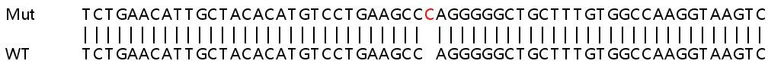 Sanger Sequencing - Human FTSJ1 knockout HEK-293T cell line (AB266506)