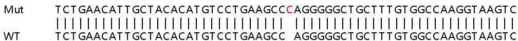 Sanger Sequencing - Human FTSJ1 knockout HEK-293T cell lysate (AB263204)