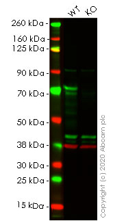 Human FUS (TLS) knockout HEK-293T cell line