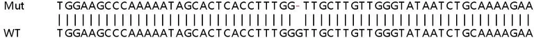 Sanger Sequencing - Human FUS (TLS) knockout HEK-293T cell lysate (AB257100)